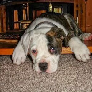 Meet your Posher, Tony